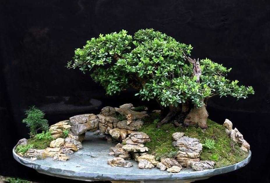 Bonsai tree types – 12 bonsai trees you can grow at home