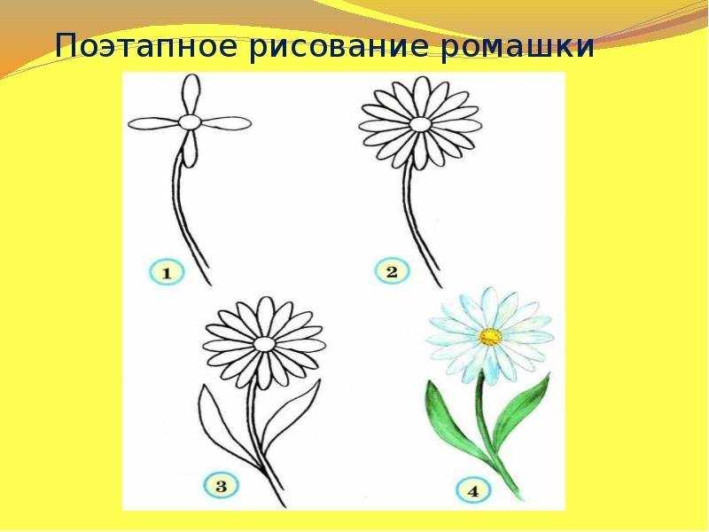 Как нарисовать ромашку карандашом поэтапно для начинающих легко и красиво