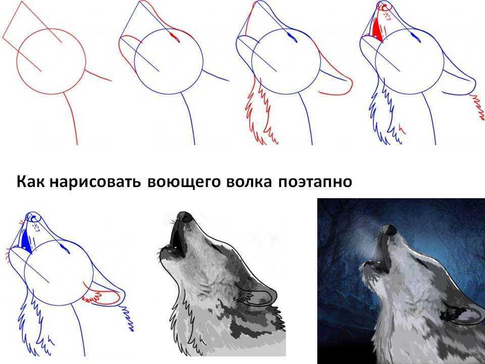 Как нарисовать волка пошагово каранажашом и красками: фото, инструкция, схема