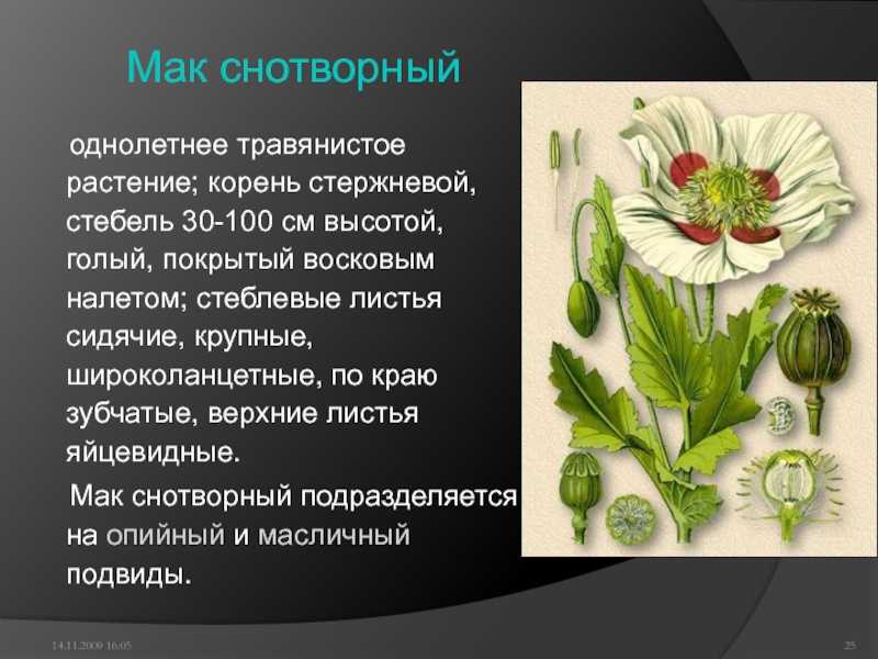 Корень и семена мака пищевого, снотворного: полезные лечебные свойства, химический состав, противопоказания в народной медицине