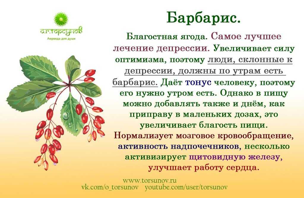 Барбарис декоративный: посадка и уход за кустарником, виды и сорта, применение на участке  - 24 фото
