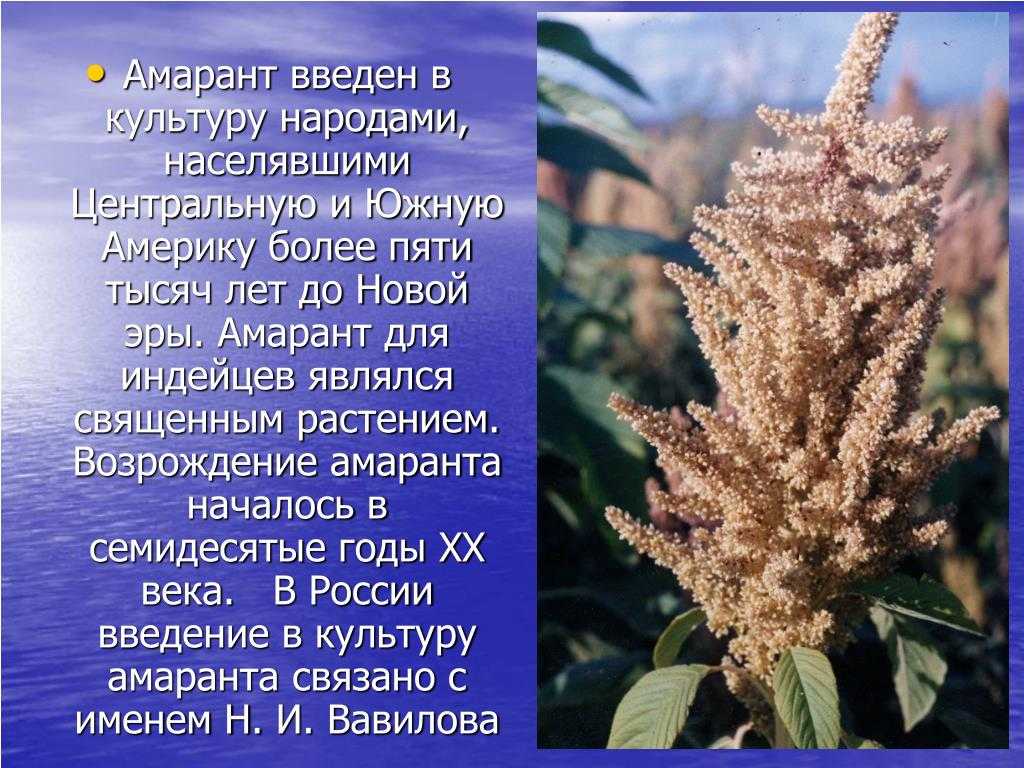 Сроки созревания сельхозкультур