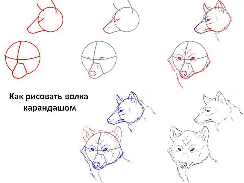 Как нарисовать волка