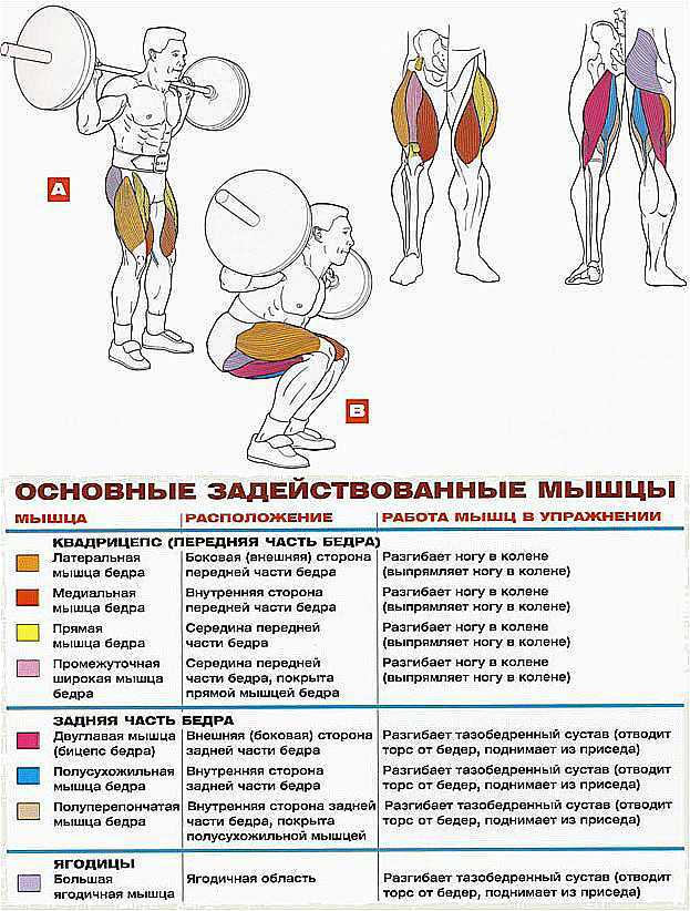 Разгибания ног в тренажере — прокачиваем квадрицепсы | power-body