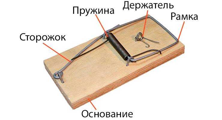 Средства для борьбы с грызунами: выбираем лучшие!